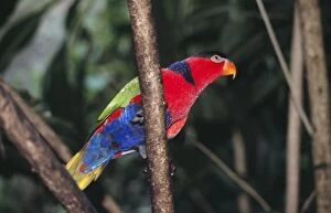 Images Dated 15th July 2005: Black-capped Lory