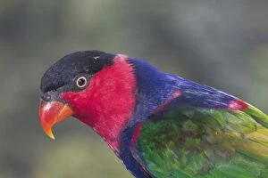 Images Dated 28th January 2005: Black-capped Lory - Found in Eastern Indonesia and Papua New Guinea chiefly in forests of