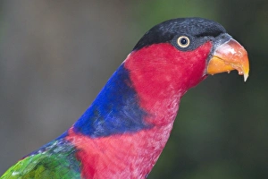 Images Dated 28th January 2005: Black-capped Lory - Found in Eastern Indonesia and Papua New Guinea chiefly in forests of