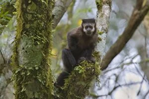 Images Dated 5th August 2010: Black Capuchin / Black-horned Capuchin - adult