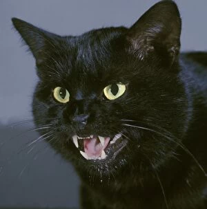 Halloween Collection: Black Cat - close-up of face, snarling