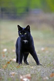 Black Cat hunting in backyard, alert