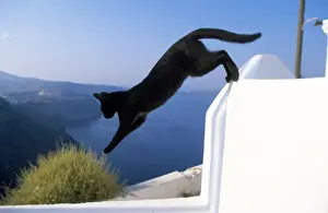 Mediterranean Prints: Black Cat - jumping - Santorini Island - Greece