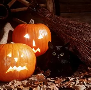 Images Dated 30th September 2008: Black CAT - With Pumpkins
