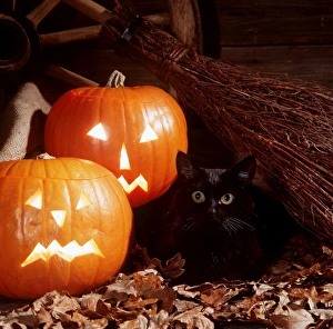 Halloween Collection: Black CAT - With Pumpkins