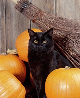 Halloween Collection: Black Cat - with pumpkins & broomstick