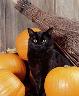 Collections: Halloween Collection