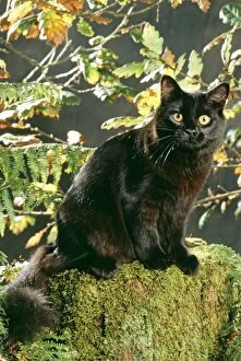 Black CAT - sitting on moss log