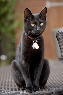 Black Cats Gallery: Black Cat - sitting outside wearing a magnetic identiy collar
