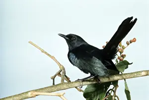 Black Catbird
