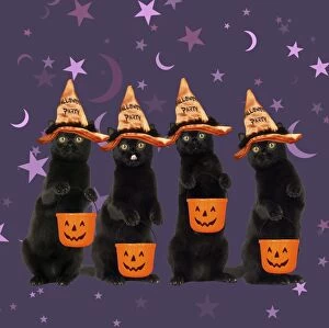 Buckets Gallery: Black Cats, wearing halloween witches hat carrying