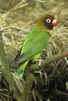 Black-cheeked Lovebird