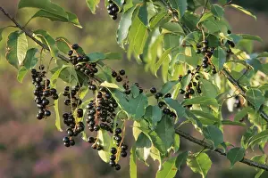 Black Cherry - berries