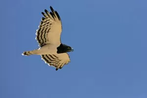 Black-Chested / Black-Breasted Snake-Eagle - In flight in the Namib Desert