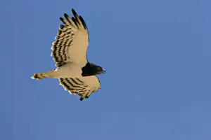 Black Breasted Prints: Black-Chested / Black-Breasted Snake-Eagle - In flight in the Namib Desert