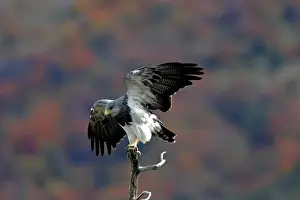 Buzzards Prints: Black-chested Buzzard-Eagle. Magallanes Peninsula - Patagonia - Argentina