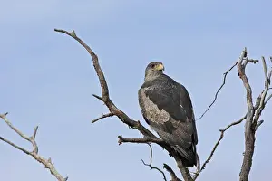Black-chested Buzzard-Eagle. Magallanes Peninsula - Patagonia - Argentina