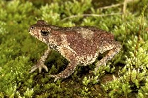 Images Dated 24th February 2010: Black-chested Dwarf Toad - Tanzania - Africa
