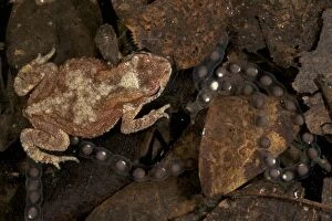Black-chested Dwarf Toad in water with eggs