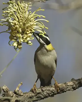 Long Leaved Prints: Black-chinned Honeyeater - feeding on Long-leaved Corkwood Hakea suberea