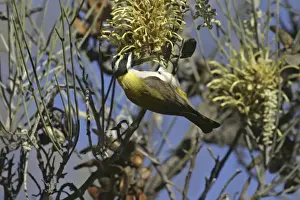 Black-chinned Honeyeater - feeding on Long-leaved Corkwood Hakea suberea. Ormiston Gorge - West MacDonnell National Park - Nthn Territory - Australia