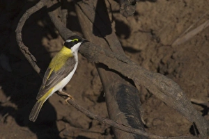 Black-chinned Honeyeater