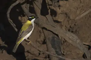 Honeyeaters Prints: Black-chinned Honeyeater - Golden-backed form At Lajamanu an aboriginal settlement on the northern edge of the Tanami
