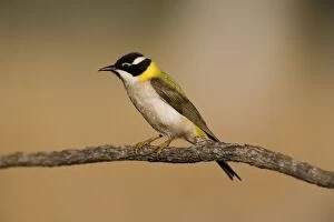 Images Dated 18th August 2006: Black-chinned Honeyeater This golden backed subspecies is found in the far north of Western