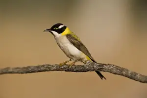Honeyeater Prints: Black-chinned Honeyeater This golden backed subspecies is found in the far north of Western Australia