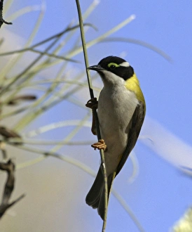 Honeyeater Collection: Black-chinned Honeyeater - at Long-leaved Corkwood Hakea suberea - Ormiston Gorge - West