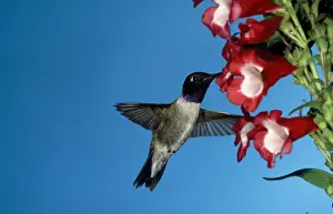 Black-chinned Hummingbird - male