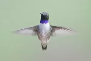 Black-chinned Hummingbird - male - in flight