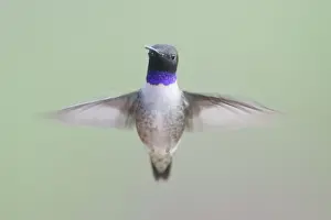 Black Chinned Prints: Black-chinned Hummingbird - male - in flight - British Columbia - Canada BI019228
