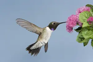Drinking Nectar Prints: Black-chinned Hummingbird - male - in flight feeding at flower - British Columbia - Canada BI018949