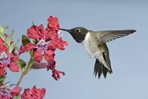 Black-chinned Hummingbird - male - in flight at flower