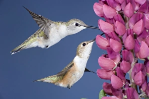 Images Dated 26th May 2009: Black-chinned & Rufous Hummingbirds (Selasphorus rufus) - females at Lupine flower