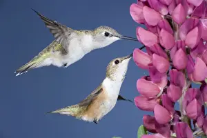 Drinking Nectar Prints: Black-chinned & Rufous Hummingbirds (Selasphorus rufus) - females at Lupine flower - British Columbia - Canada BI018629