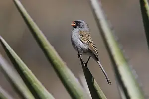 Black-chinned Sparrow