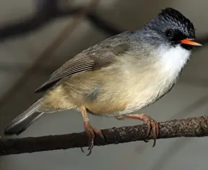 Black Chinned Prints: Black Chinned Yuhina- Burma, China, Vietnam