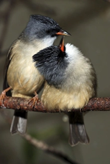 Images Dated 21st April 2007: Black Chinned Yuhina- South East Asia