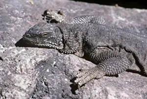 Black Chuckwalla - Sonoran desert