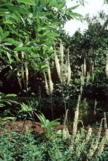 Medicinal Prints: Black Cohosh APP 3055 Medicinal Cimicifuga racemosa © A P Paterson / ardea. com