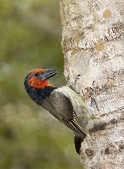 Images Dated 16th April 2006: Black-collared Barbet attending nest in nesting box made from sisal stem. Sings synchronised duets