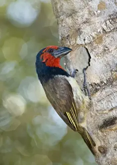 Nest Boxes Prints: Black-collared Barbet attending nest in nesting box made from sisal stem