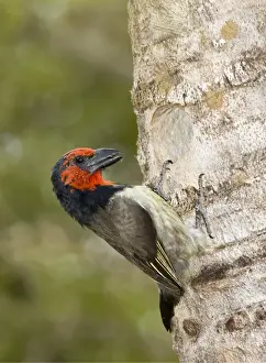 Black-collared Barbet attending nest in nesting box made from sisal stem. Sings synchronised duets. Frugivorous, also taking insects. Inhabits woodland, riparian and coastal dune forests