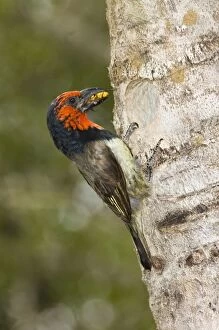 Black-collared Barbet - bringing insect to young in nest in nesting box made from sisal stem