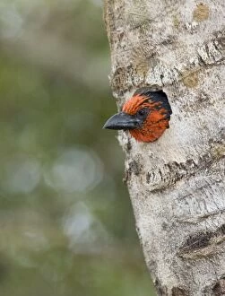 Black-collared Barbet at entrance to nest in nesting box made from sisal stem