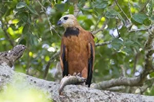 Images Dated 13th October 2011: Black-collared Hawk