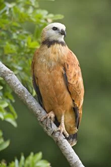 Images Dated 23rd July 2010: Black-collared Hawk - adult sitting on a branch