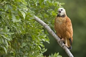 Images Dated 23rd July 2010: Black-collared Hawk - adult sitting on a branch calling